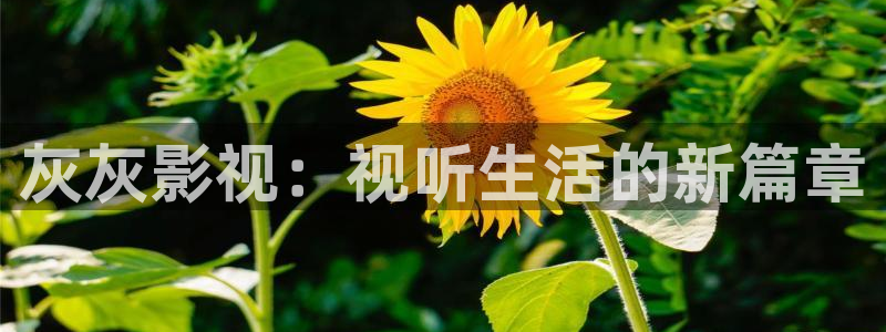 久久影视免费观看电视：灰灰影视：视听生活的新篇章