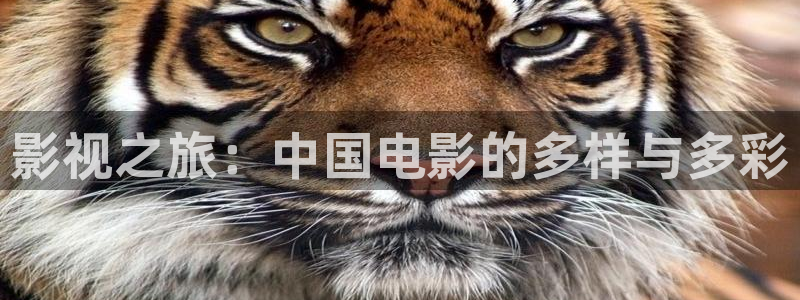 视频久久ww：影视之旅：中国电影的多样与多彩